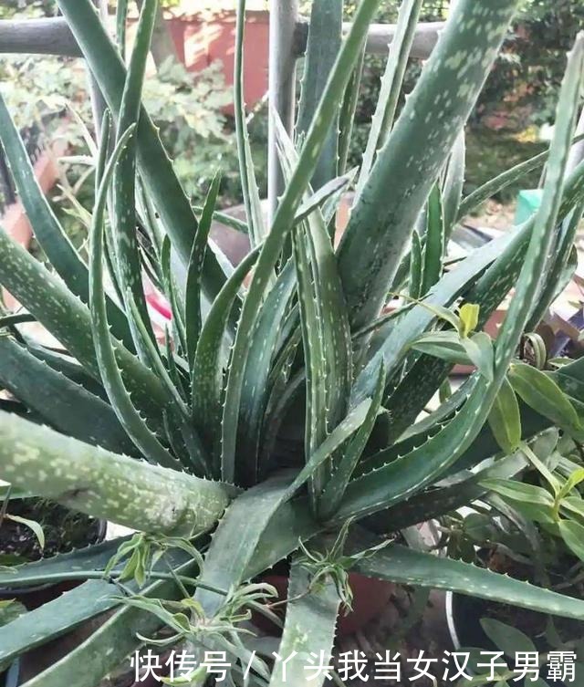 6种花净化空气效果好,放卧室特养人,睡得还香!