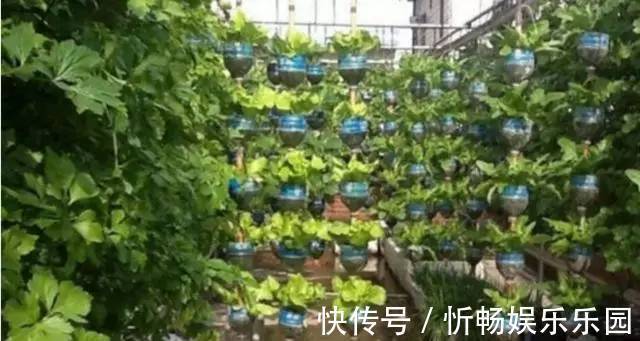 其中一位|7旬老人捡了1500个塑料瓶，在自家后院搭起菜园子，全自动管