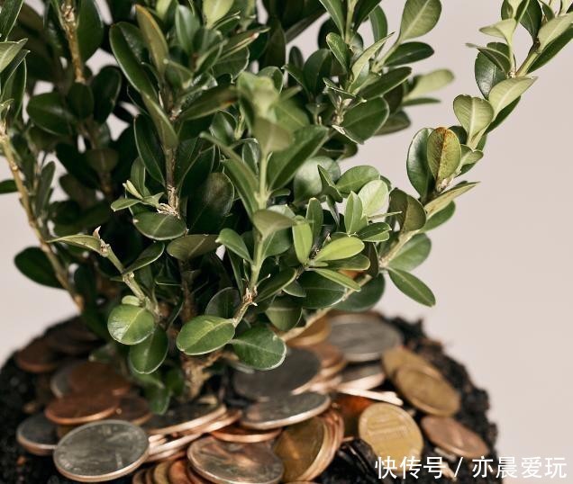 以说|发财树有哪些寓意,我们又应该如何养护呢?