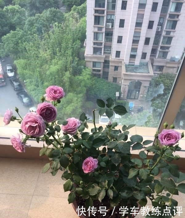 缺点|“无缺点”月季花,四季开花,香气浓郁,南北都能种,室内也能养!