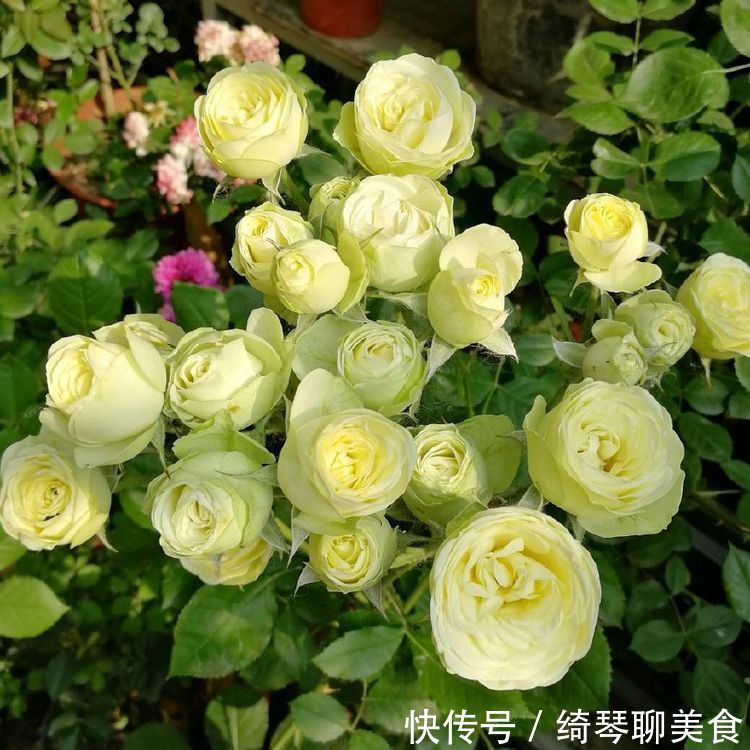 花期|这些花特别容易开花，并且花期超长，开花时繁花似锦，花量还大