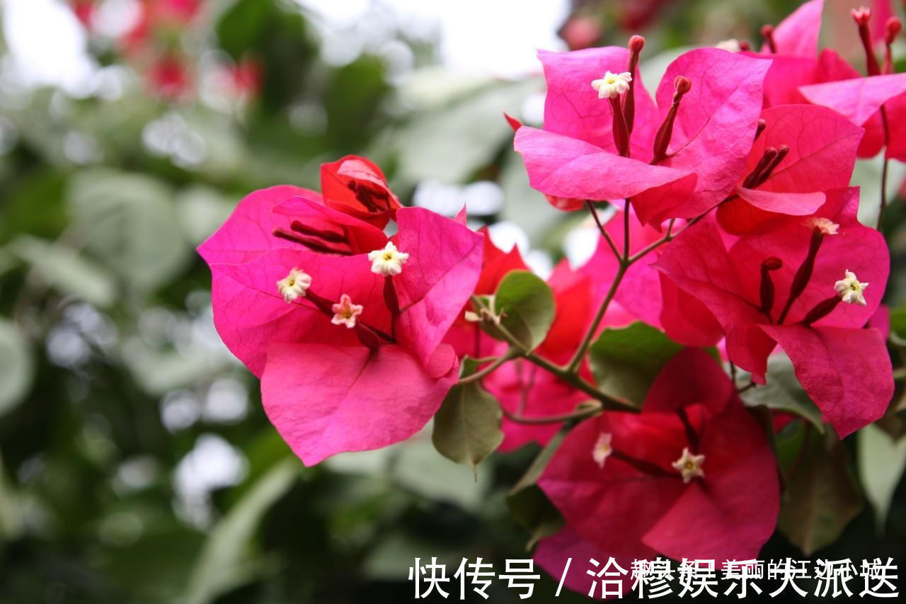 枝头|三角梅不开花，控制好浇水，一年四季开花不断，花开爆满枝头