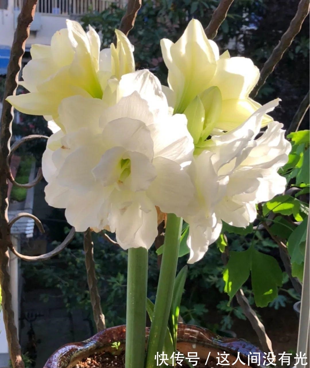 朱顶红埋土里,如何能年年开花,球变大、变多?