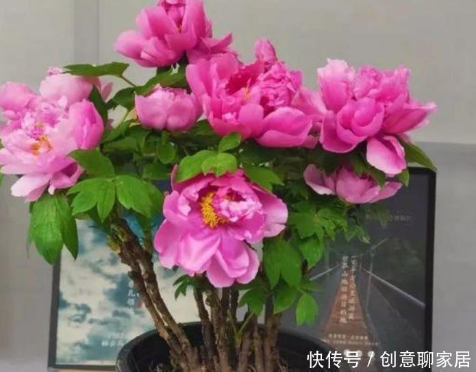 浇水|4种花，堪称花界劳模，花期长，开花勤，四季有花赏