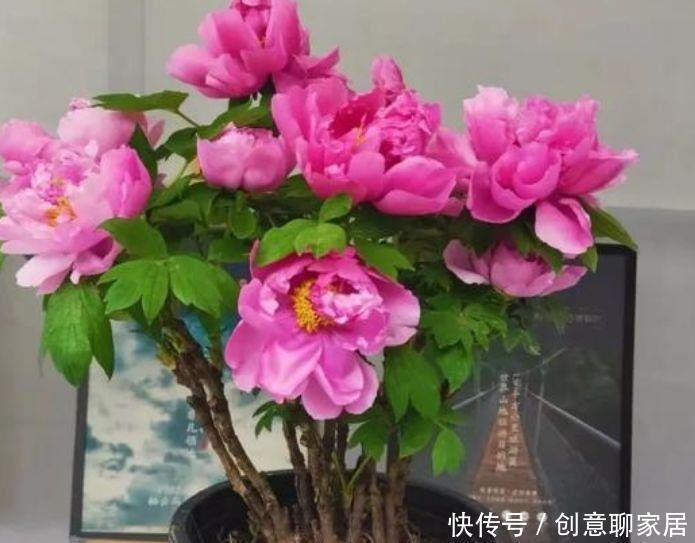 浇水|4种花,堪称花界劳模,花期长,开花勤,四季有花赏