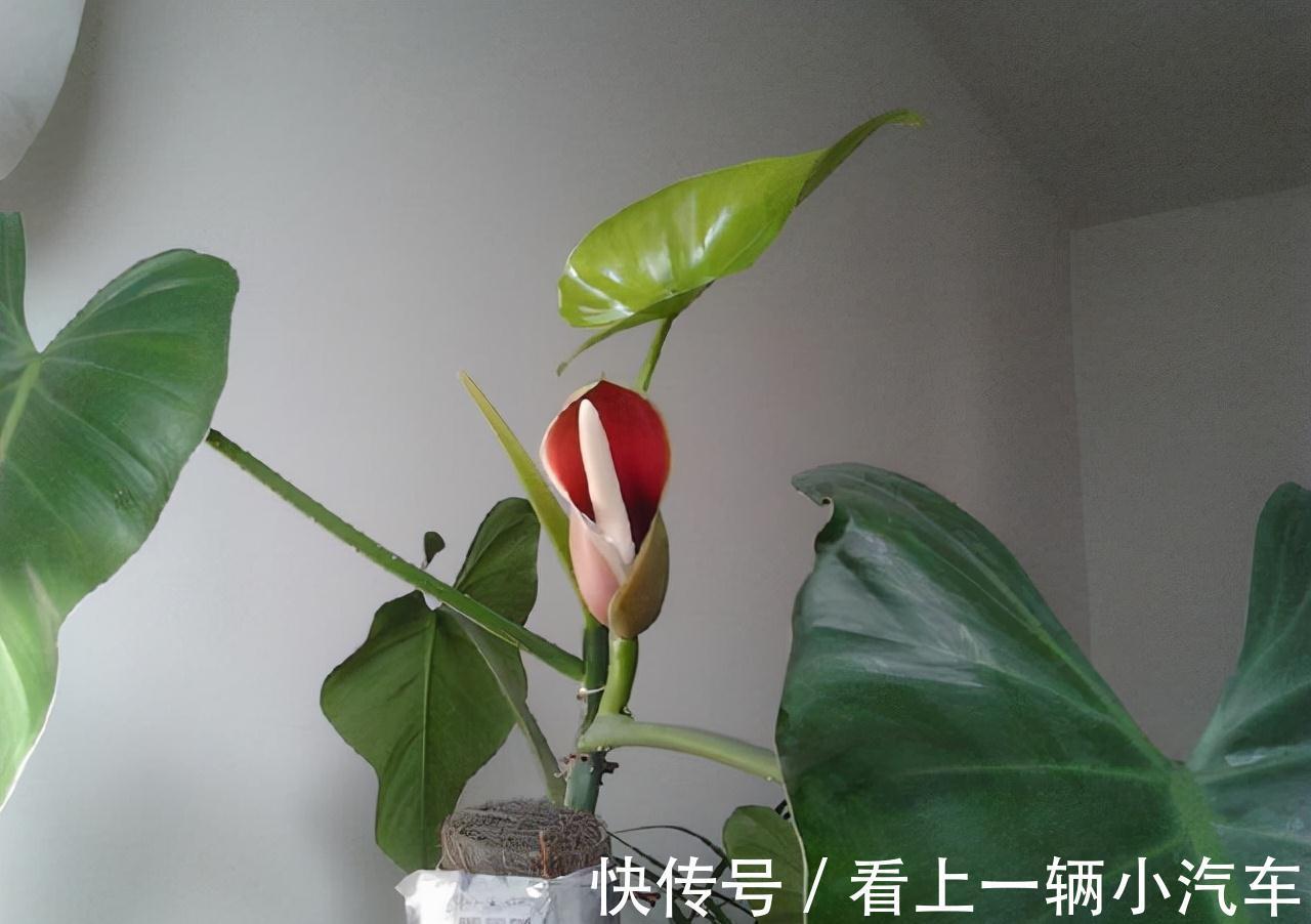 隔3天喷一点制作溶液,富贵竹绿萝吊兰疯长,开花不止