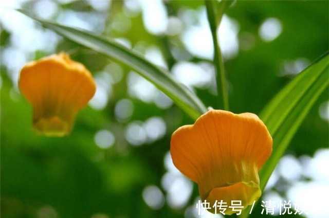 新手养花,适合养一盆“阳台精品”宫灯百合,温文尔雅,花开饱满