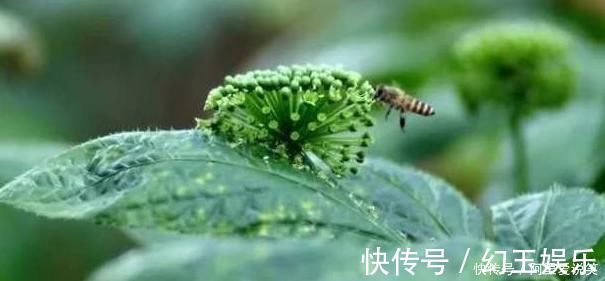 降脂|养生,推荐吃4种水果,排毒素清,降脂减肥,改善血脂血糖