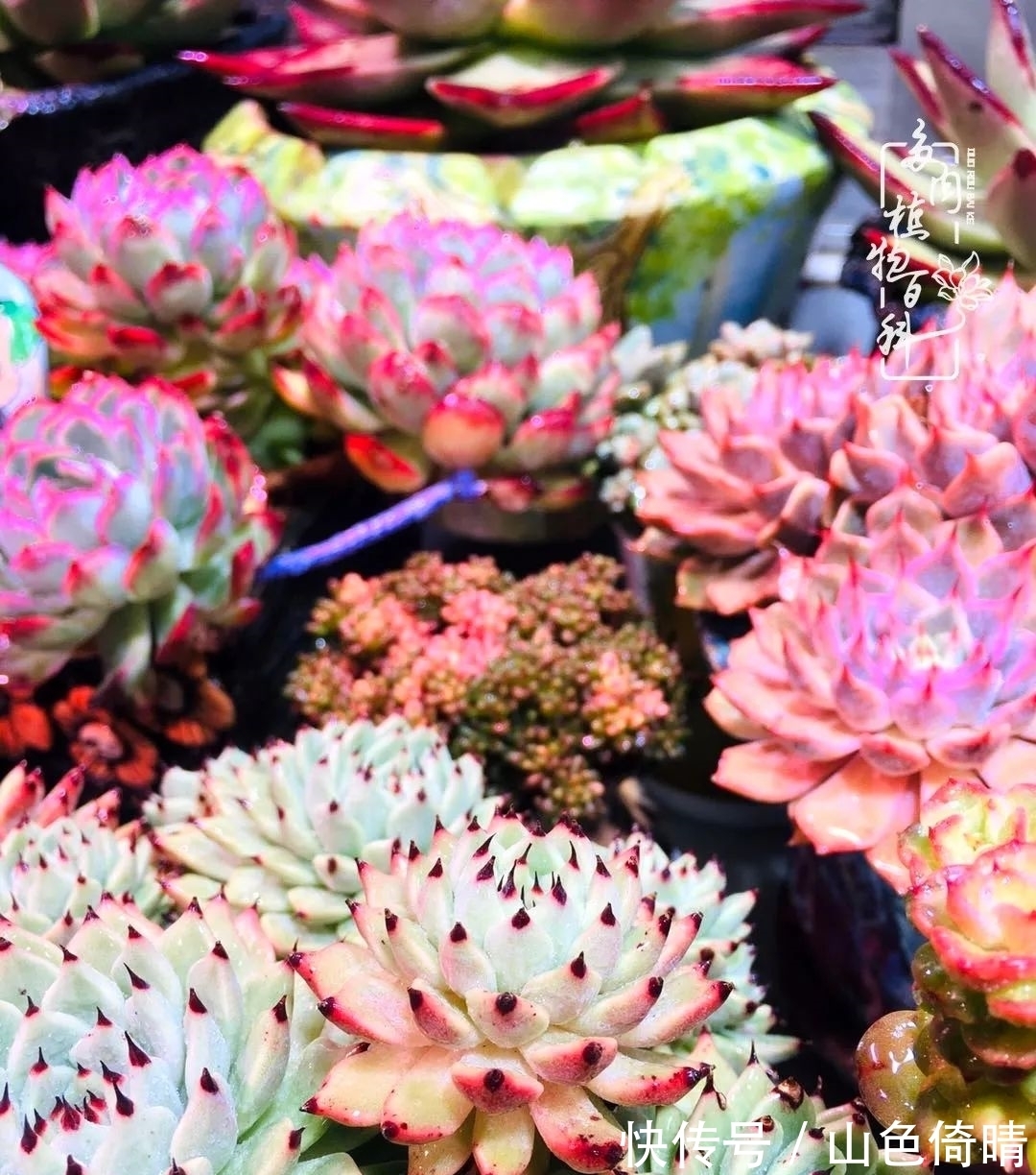 我与多肉植物百科的398天离别又重逢!