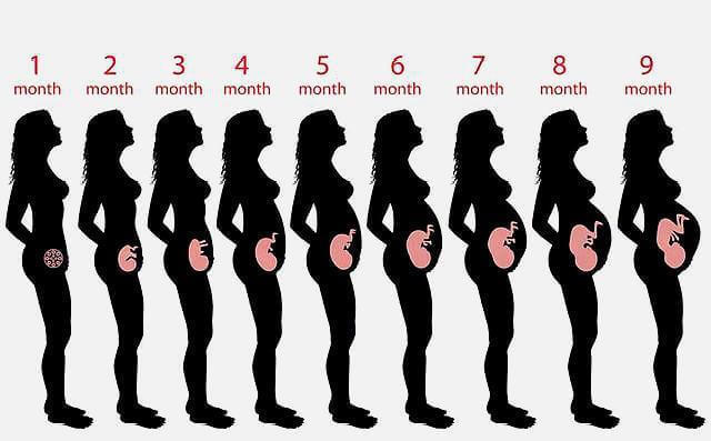 受精卵|怀孕有多辛苦五张图带你看看孕期全过程,孕妈们辛苦了