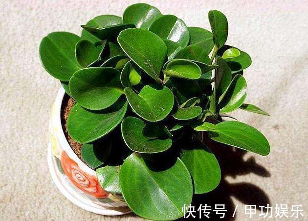 叶片油绿肥厚的豆瓣绿，夏季养护有技巧，不黄叶不烂根