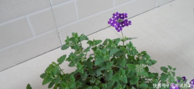 种花|这3种花,再“便宜”都不要买了,只要一根“枝”,1盆变10盆