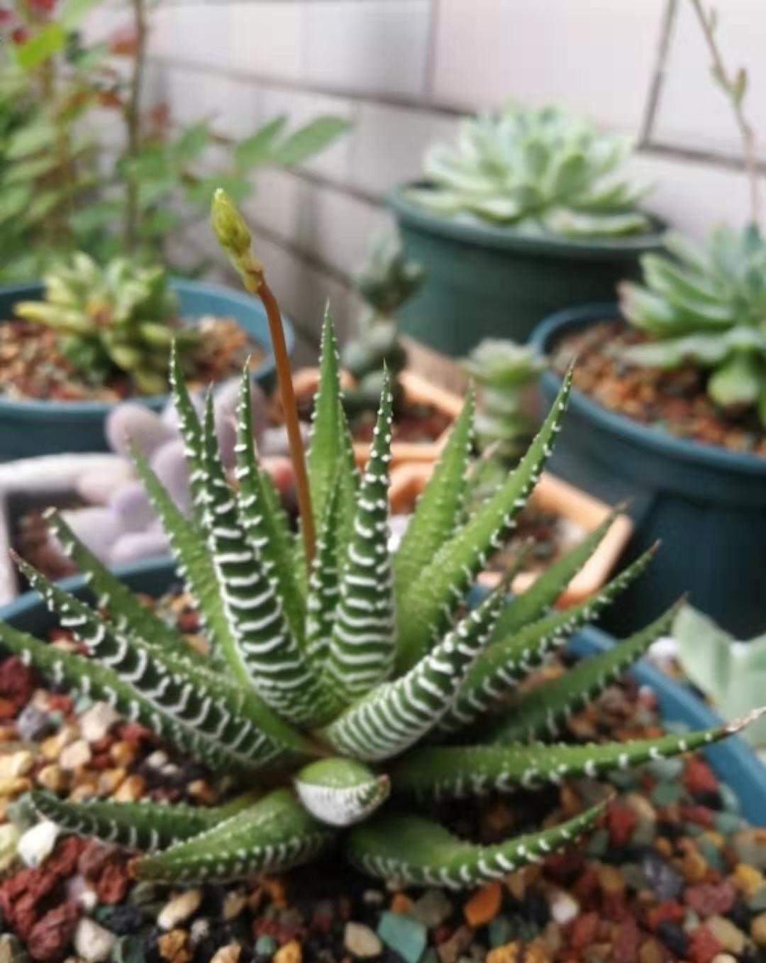 养多肉不会选盆?3个方法,教你一次选对花盆