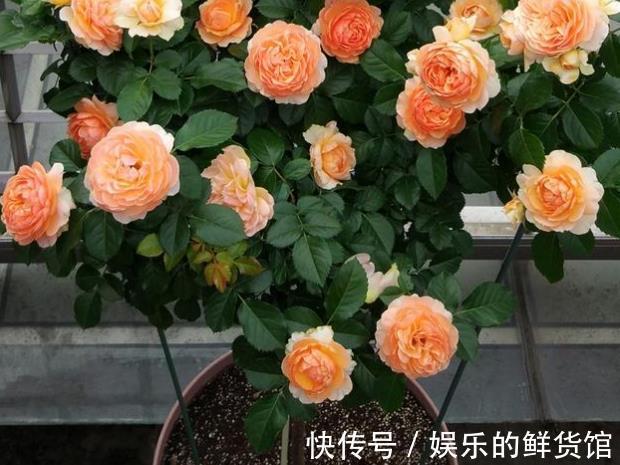 盆栽|夏天里这5种花,爱喝水是大水桶,每天浇水才能枝叶翠绿长势旺