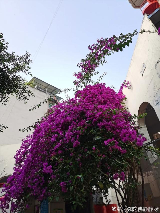 想要家里四季花开，这20种花，连续能开300天，完全不歇气
