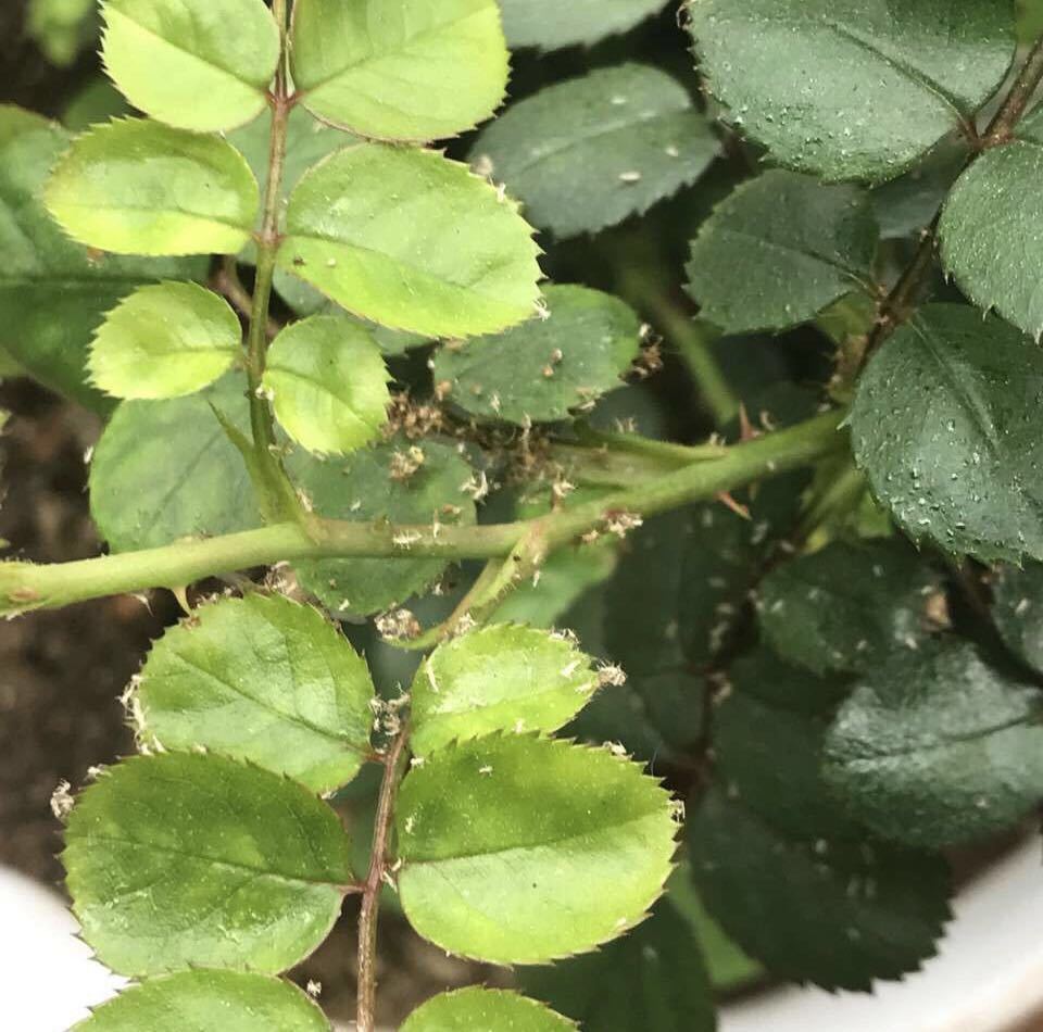 草木灰|养花就怕“生虫子”,平时浇水加点“它”,杀菌灭虫,放心养花