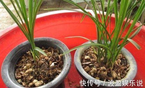 小花|2种“废物”别丢了,水里“泡一泡”扔盆里,养花好,不用施肥!