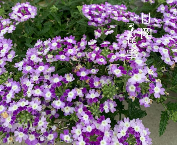 6种花，适合女生阳台党，花期长花量大，阳台轻松变“花海”