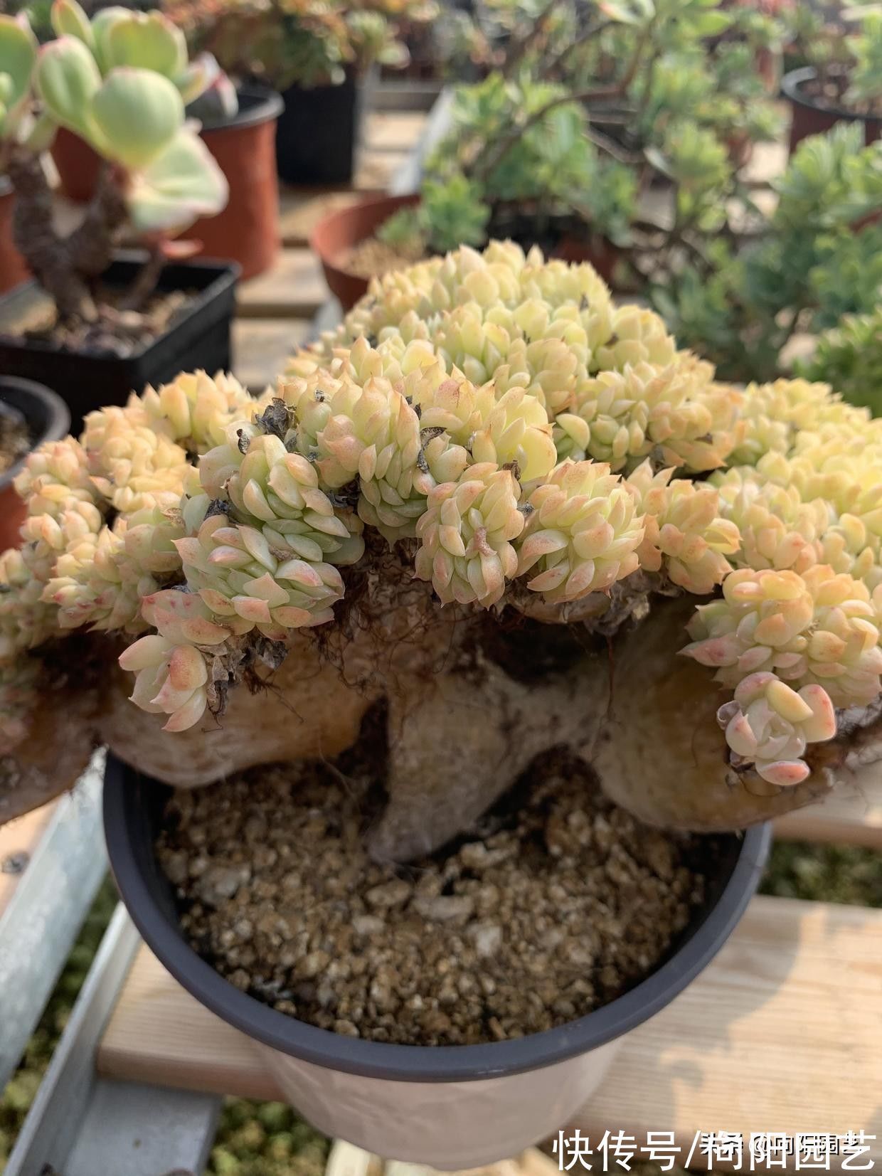 变异|3类多肉不要买,锦化,缀化,药锦,看起漂亮,死亡率很高