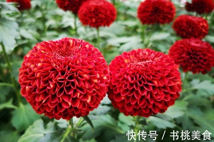 云胡不夷|喜欢养花,不如养盆“十大名花”菊花,开花爆盆好养活,艳压群芳