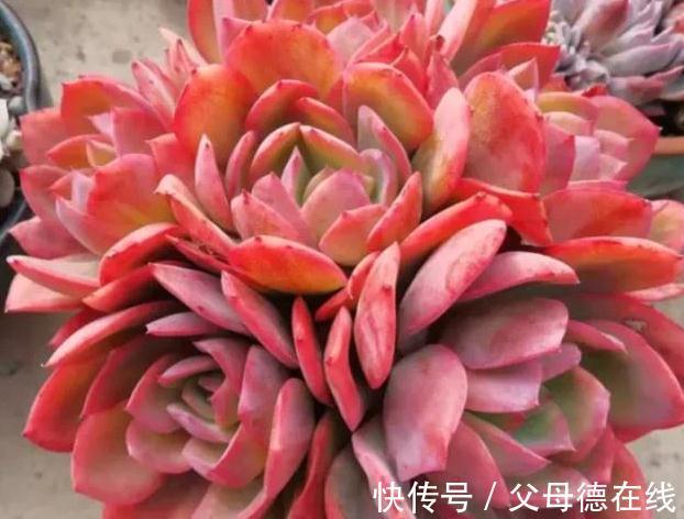 冬季怎么把多肉红卷叶养出完美状态,3个方法搞定它