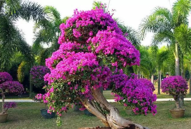 盆景|三角梅养成盆景又美又飒，爬成花墙热情浪漫，爆花成球秘诀在这