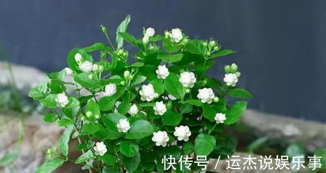 公认的“六种健康花”,建议至少养一盆,好看好吃,有些还喷香