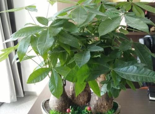 |沙雕动画,搞笑:小时候用飘柔洗头,我妈拽我头发根本抓不住!