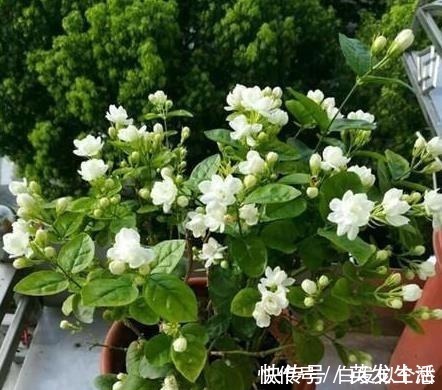 盆栽|这些花,命太大,成桶成桶喝水,烈日下开花,开爆整个夏天!