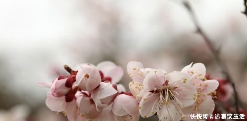 经典|王安石这首诗被严重低估了,第一句就令人惊艳,最后两句更是经典