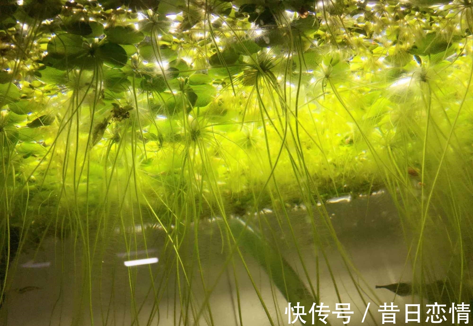 鲫鱼|钓友们冬钓鲫鱼选钓位,既不可死板教条,又不能走极端