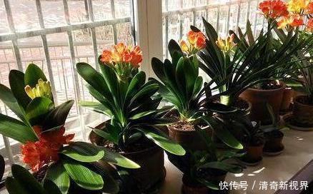 发酵|君子兰盆底加点“料”,叶片油亮又肥厚,比“激素”还好使!