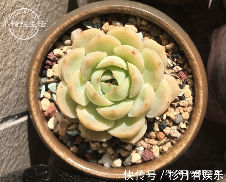 伪常识|3个伪常识,不但对养多肉没帮助,甚至会害死肉肉,不要被误导