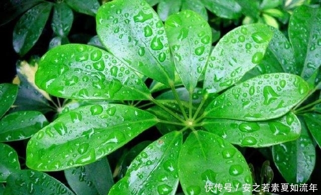 种花|家里养上这几种花,全家健康长寿,还能净化空气烟民必备