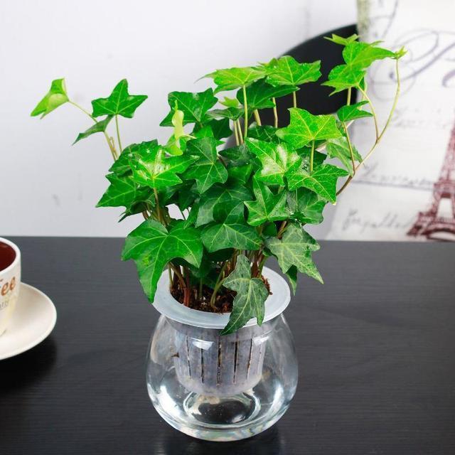 这些花“沾水就长”,一杯水养出大白根,还能开花一茬又一茬!