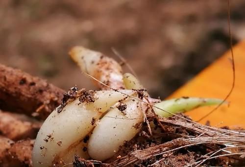 春分到，兰花施肥很重要，简单3步就能让兰花冒新芽