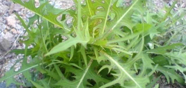 珍惜|农村一种野草叫“山莴苣”，路边遇见请珍惜，却是上佳的野菜