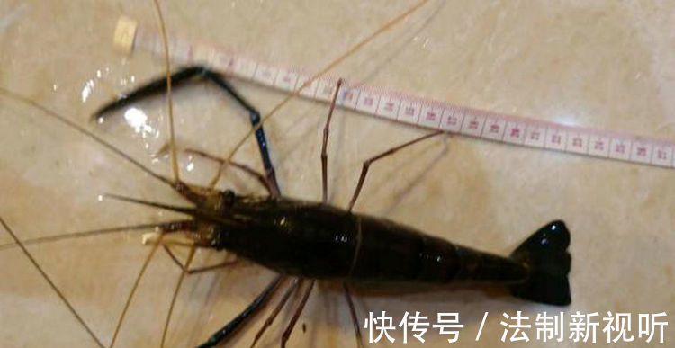 珠江|大虾入侵珠江,有人钓起一只发现满腹虾卵,这是要开始繁殖?