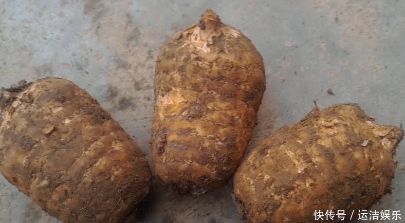 大黄农村遍地都是,不是人参胜似“人参”,竟然还能拿去卖钱呢