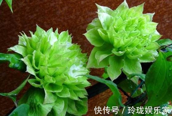 种花|“2种花”怎么折腾都不死,客厅养一盆,花朵一天比一天多
