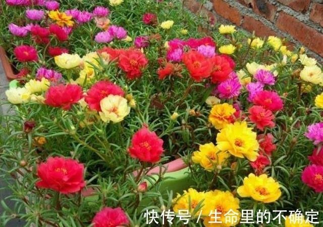 农历十月十八小雪后,养什么花?家里养3种花,开开心心快快乐乐