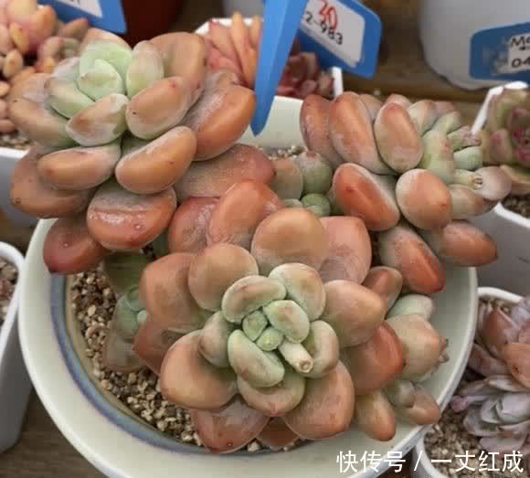 多肉露养有哪些好处?叶子更红,长得更健康,夏季不容易黑腐