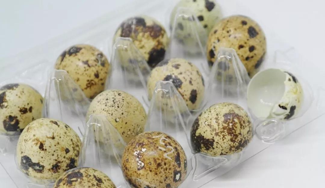 动物|“动物人参”比核桃补脑、比鸡蛋养人！常吃老人睡好，孩子更聪明