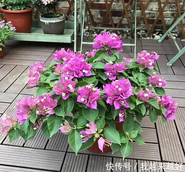 阳台养三角梅,必须要做到“3多”,开花200天,花比叶子多