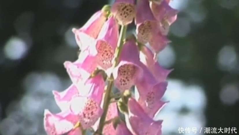 农村地里的“黄金”以前小孩摘它来玩,如今是医院里的珍贵好药