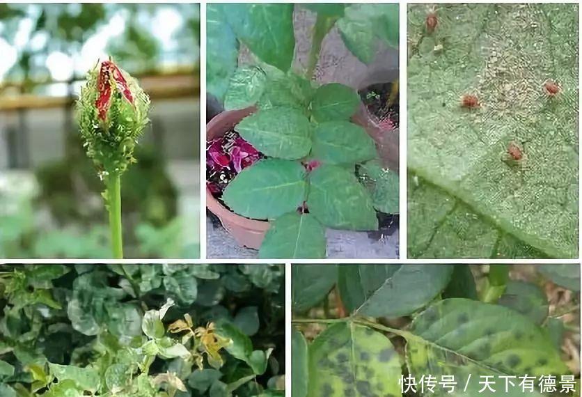 月季全年12个月养护指南,值得你收藏!