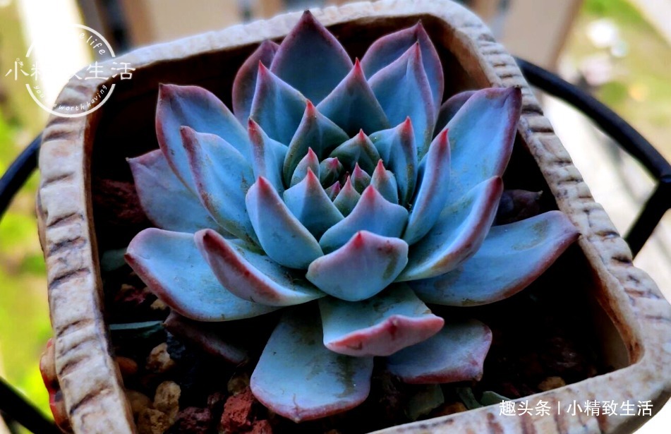 养多肉,土和水是基本,3种土不能用,6种水不能浇,记清楚了