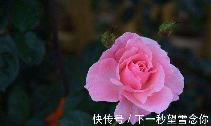 金钱|花钱大手大脚，却从不为金钱发愁的3生肖！