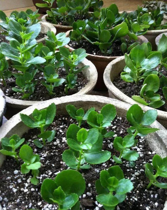 9种漂亮花,现在扦插“正当时”,喜欢别错过