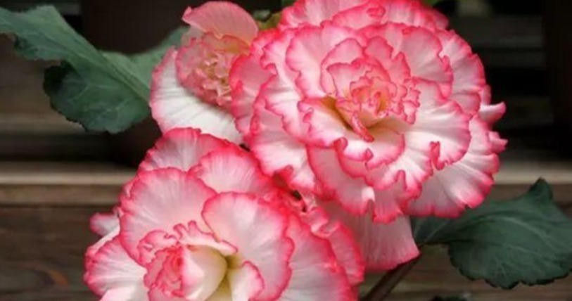 现在就养“4种花”,花朵开正旺,随手一养就爆盆,开成小花园!